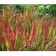 Imperata cylindryczna Red Baron - Imperata Cylindrica - trawy ozdobne - sadzonka