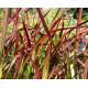 Imperata cylindryczna Red Baron - Imperata Cylindrica - trawy ozdobne - sadzonka