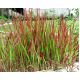 Imperata cylindryczna Red Baron - Imperata Cylindrica - trawy ozdobne - sadzonka