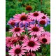 Jeżówka purpurowa - Echinacea - 1 szt.