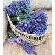 Lawenda pachnąca niebieska - Hidcote Blue Strain - sadzonka - NOWOŚĆ