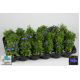 Lobelia w doniczce - sadzonka 10 cm