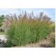 Miskant chiński Yaku Jima - Miscanthus sinensis - trawy ozdobne - sadzonka