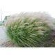 Miskant chiński Yaku Jima - Miscanthus sinensis - trawy ozdobne - sadzonka