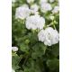 Pelargonia w doniczce - biała - sadzonka 25 cm