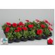 Petunia w doniczce - czerwona - sadzonka 15 cm