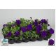 Petunia w doniczce - niebieska - sadzonka 15 cm