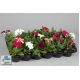 Petunia w doniczce - różowa - sadzonka 15 cm