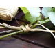 Rafia naturalna - 150 g