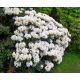 Rododendron biały, azalia - Cunningham's White - sadzonka