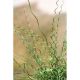 Sit spiralny Spiralis - Juncus effusus - trawy ozdobne - sadzonka