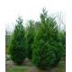 Thuja, Tuja, Żywotnik - Kórnik - sadzonka