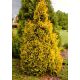 Thuja, Tuja, Żywotnik zachodni - Sunkist - sadzonka