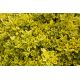 Trzmielina - Emerald'n Gold - sadzonka