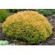 Thuja, Tuja, Żywotnik - Golden Tuffet - sadzonka duża