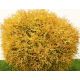 Thuja, Tuja, Żywotnik - Golden Tuffet - sadzonka duża