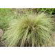 Turzyca biaława Amazon Mist - Carex albula - trawy ozdobne - sadzonka