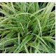 Turzyca japońska Silver sceptre - Carex morrowii - trawy ozdobne - sadzonka