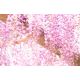 Wisteria różowa - Glicynia chińska Honbeni, Pink Ice - najpiękniejsze pnącze świata - szczepiona sadzonka