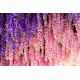 Wisteria różowa - Glicynia chińska Honbeni, Pink Ice - najpiękniejsze pnącze świata - szczepiona sadzonka