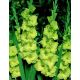 Mieczyk Green Star - 9 szt. w doniczce
