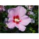 Ketmia, Hibiskus - Maike - sadzonka
