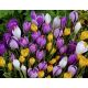 Krokus wielkokwiatowy mix - opak. 10 szt.