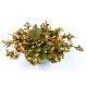 Róża jerychońska - Rose of Jericho