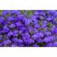 Lobelia zwisła szafirowoniebieska