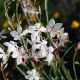 Gaura - Gaura lindheimeri