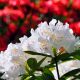 Rododendron biały, azalia - Cunningham's White - sadzonka