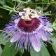 Męczennica fioletowa, Marakuja - Passiflora Purple Haze - sadzonka