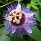 Męczennica fioletowa, Marakuja - Passiflora Purple Haze - sadzonka