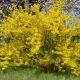 Forsycja pośrednia - Żółty, wiosenny krzew - sadzonka