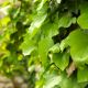 Bluszcz irlandzki, angielski - Hedera hibernica - sadzonka