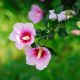 Ketmia, Hibiskus - Maike - sadzonka