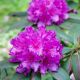 Rododendron różowo-liliowy, azalia - Boursault - sadzonka