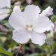 Ketmia syryjska, Hibiskus - William R. Smith - sadzonka