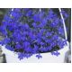 Lobelia zwisła szafirowoniebieska