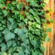Bluszcz pospolity - Thorndale - Hedera helix - duża sadzonka