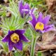 Sasanka Anemone pulsatilla - fioletowa