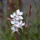 Gaura - Gaura lindheimeri