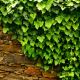 Bluszcz irlandzki, angielski - Hedera hibernica - sadzonka