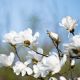 Magnolia biała - Merrill - sadzonka