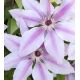 Clematis - Powojnik - Jan Paweł II - sadzonka