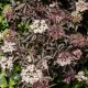 Czarny Bez - Black Lace - sadzonka