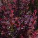 Berberys Thunberga - Atropurpurea Nana - sadzonka