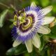 Męczennica błękitna - Passiflora Caerulea - sadzonka