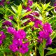 Niecierpek Balsamina - kolorowa mieszanka