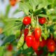 Jagody goji - Kolcowój Big Berry - duże owoce - sadzonka